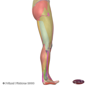 Taking Care of Running Injuries between Visits with Trigger Point Therapy