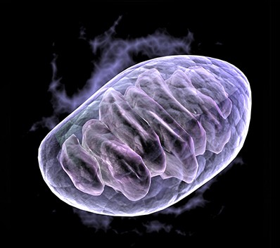 Mitochondria: The Power House of our Cells