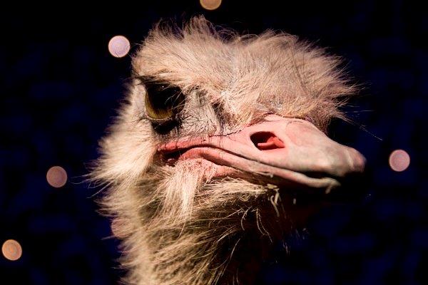 grumpy-ostrich-resized