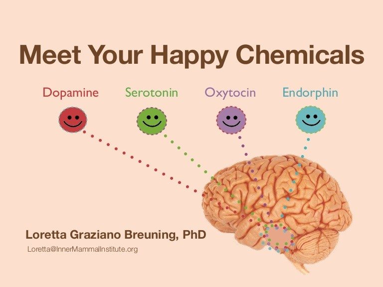 Meet your happy brain chemicals