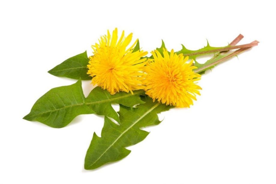dandelion detoxs and cleanses the body
