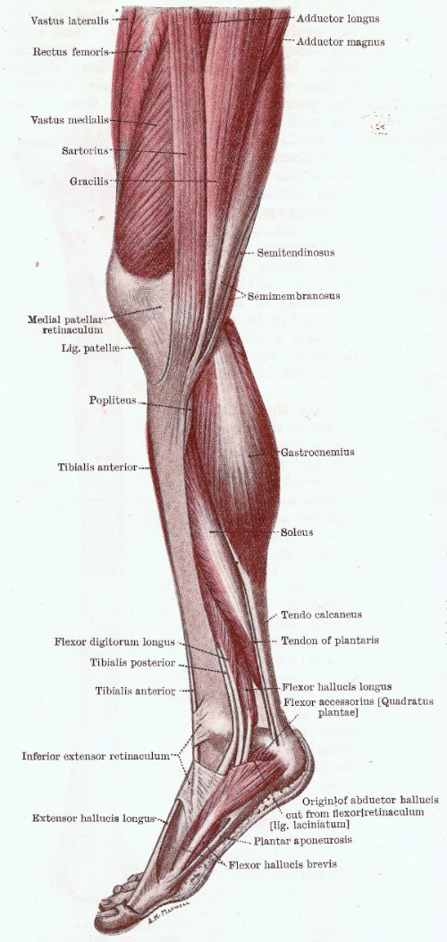 Your Leg Muscles - The Anatomy