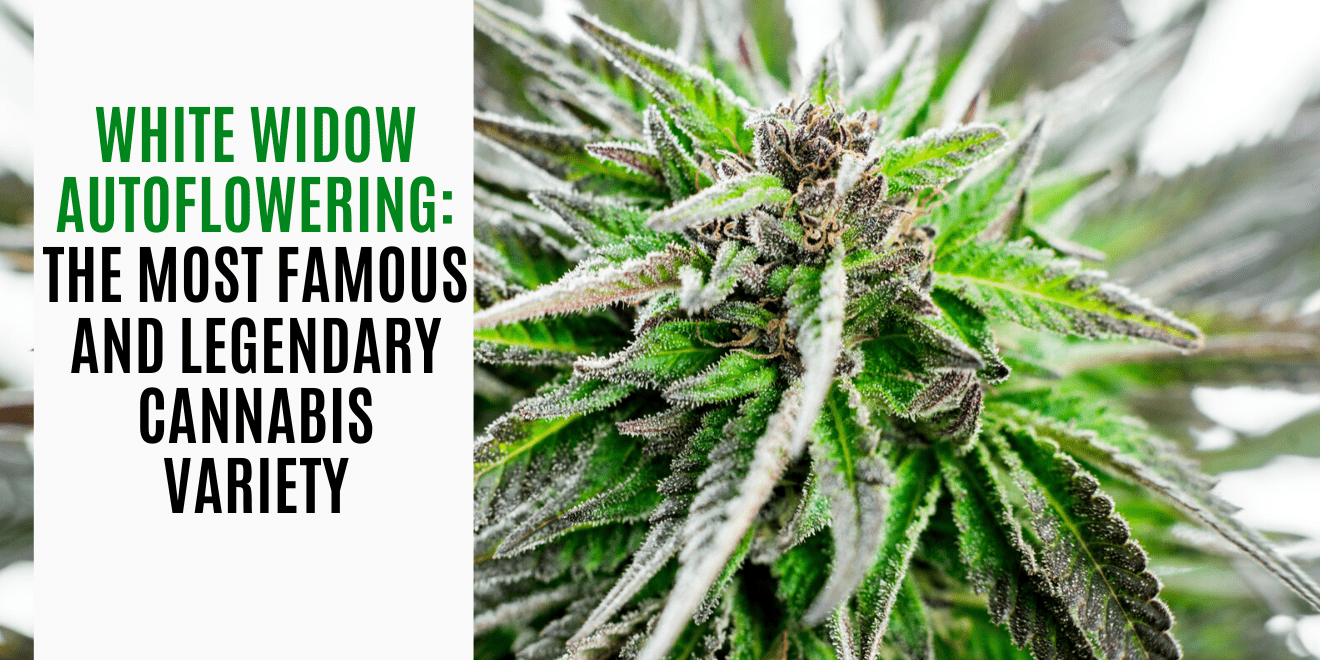 White Widow Autoflowering: The most famous and legendary cannabis variety