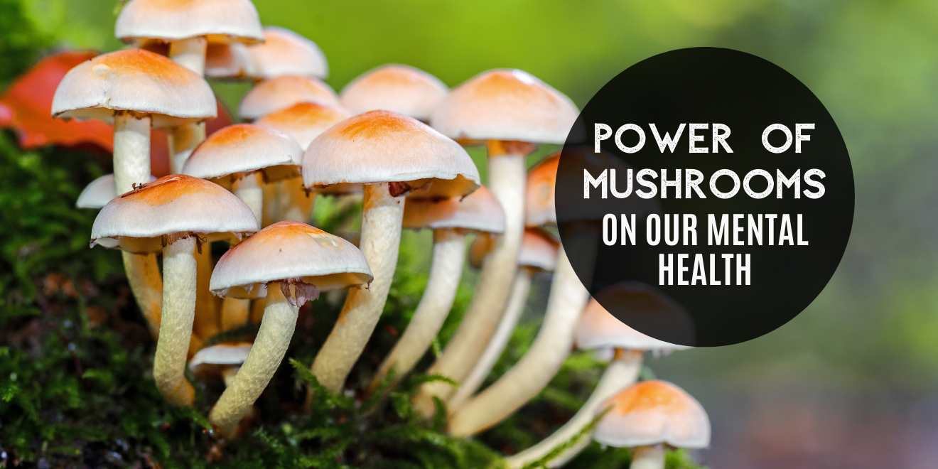 The Power of Mushrooms on Our Mental Health
